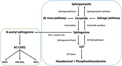 The Role of Sphingolipids and Specialized Pro-Resolving Mediators in Alzheimer’s Disease